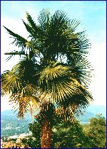 Palme